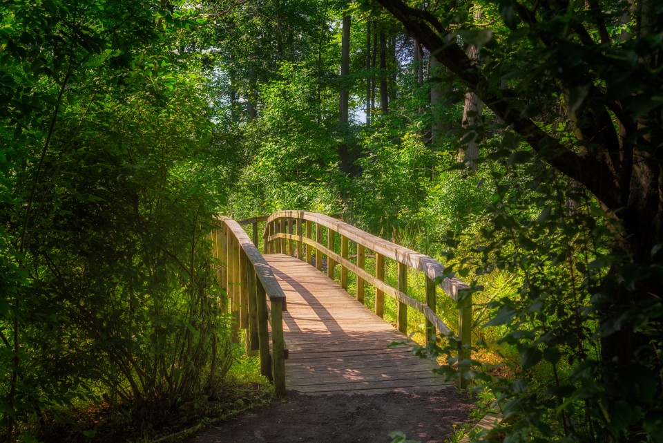 Passerelle en bois dans une forêt verdoyante, éclairée par le soleil.